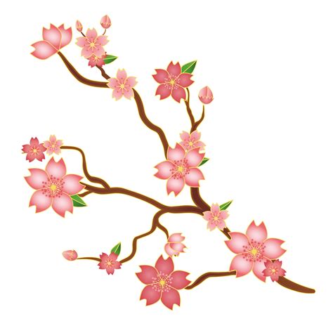Sakura Cherry Blossom Flower Drawing Cherry Blossom Tree Branch