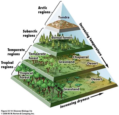 A Pyramid Map Of The Worlds Biomes Big Think