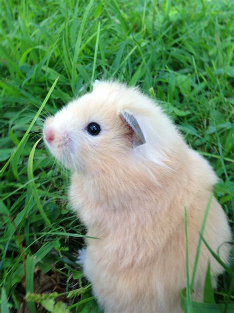 A Small White Hamster Is Sitting In The Grass And Looking Up At The Camera