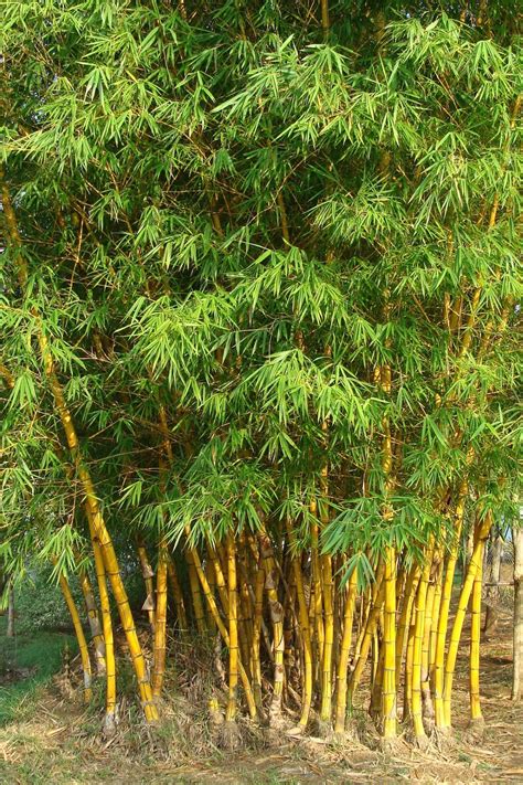 Golden Bamboo For Sale Buying And Growing Guide