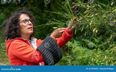 mature woman picking berries in hedge stock image image of caucasian outdoors 187494509