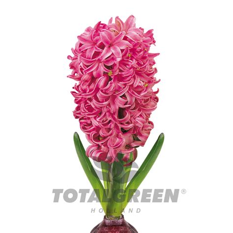 Hyacinth On Glass Planting Instructions Totalgreen Holland