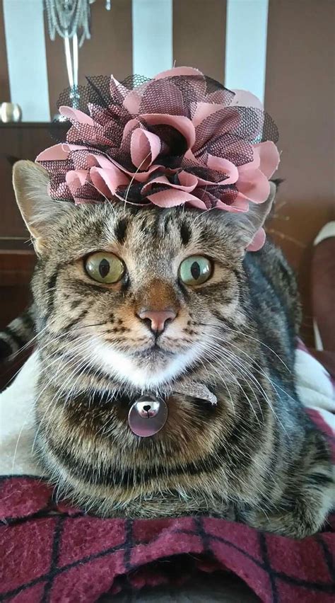 Pin By Loretta Young Rogers On Catshats Cat Hat Cats Animals