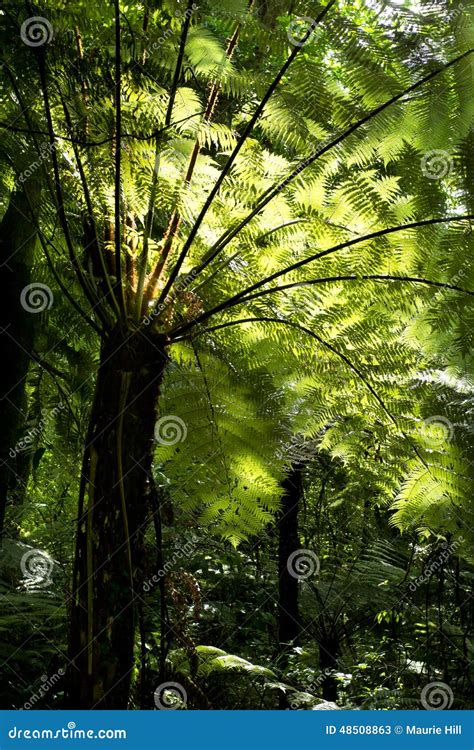 Silver Fern Ponga Tree Stock Image Image Of Hinehopu 48508863