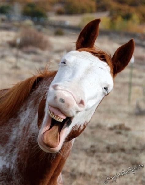 Laughing Horse Talking Horse Lively Horse Funny Animal Humor