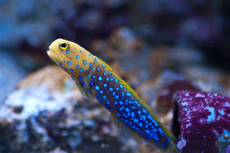 Blue Spotted Jawfish Flickr Photo Sharing