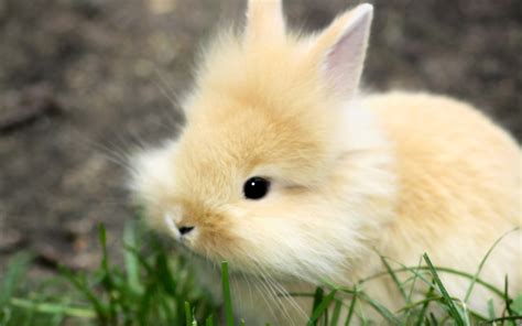 Free Download Cute Baby Bunny Wallpaper Hq Mjhek 1920x1200 For