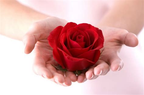 Red Rose Surprise Photography Hands Flower Rose Present T Wallpaper