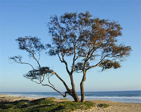 Coastal Tree Landscape Photography Décor Travel Coastline