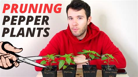 Pruning Pepper Plants How To Prune Peppers For Bigger Harvests