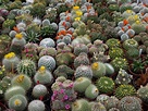 File:Dwarves cactus.JPG