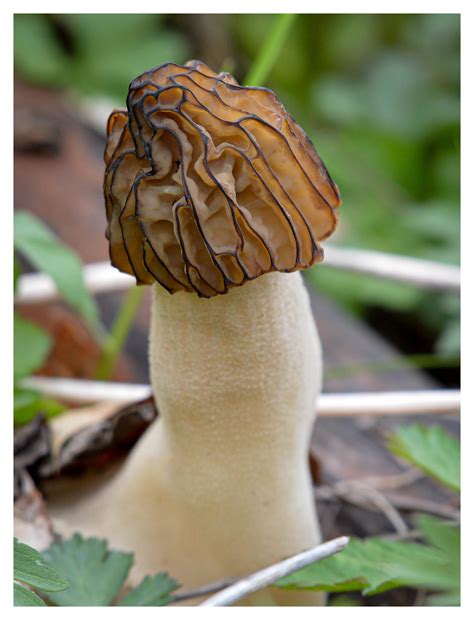 false morel mushroom | Tumblr