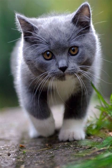 Gray And White Kitten Cute Cats Pretty Cats Kittens Cutest