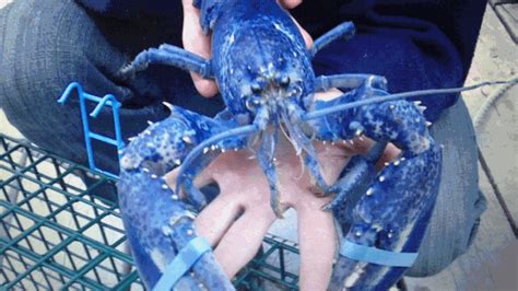 Once In A Blue Lobster Rare Blue Crustacean Caught In Ns Ctv News