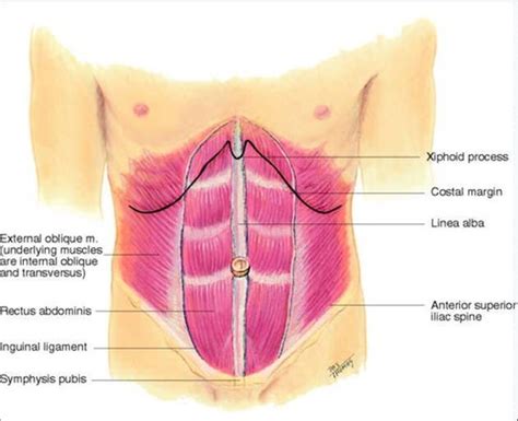 Anterior Abdominal Wall Inguinal Canal And Hernias Flashcards Quizlet