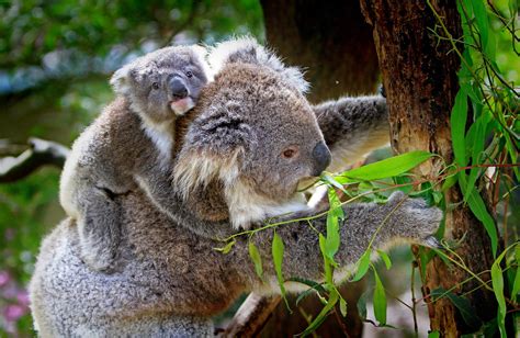 Koala Genome Sequenced Genetics Sci
