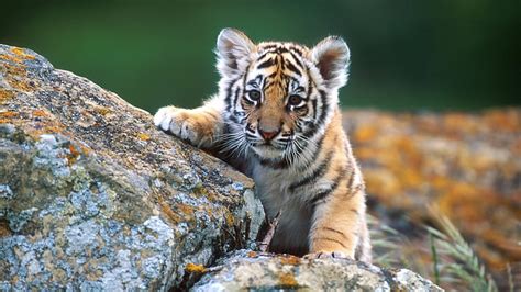 Top Imagenes De Tigres De Bengala Bebes Elblogdejoseluis Com Mx