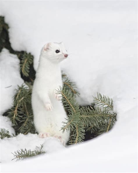174 Best Ermine In Winter An Animal With 2 Coats Images On Pinterest