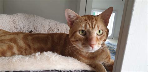 Ginger Megs Male Domestic Short Hair Cat In Nsw Petrescue