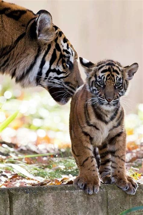 Tiger Baby Animals Animal Photo Big Cats