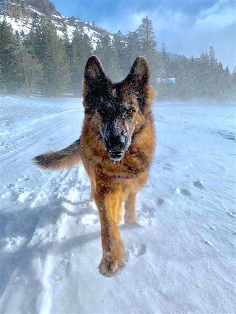 620 x 348 jpeg 22 кб. This German Shepherd in the snow | German shepherd, Funny ...