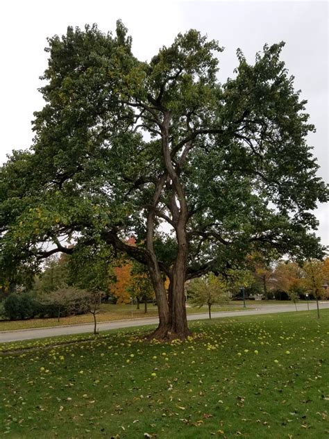 30 Most Common Trees In Kansas Progardentips
