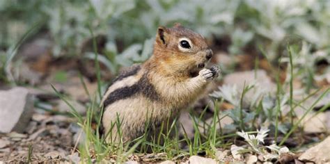 Chipmunk Removal Trapping And Control Prairie State Wildlife