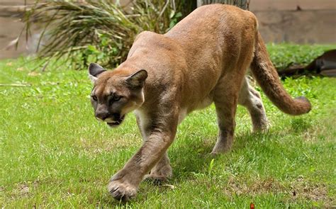 Learn About The Florida Panther At Everglades Holiday Park