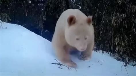 Revelaron Nuevas Imágenes Del único Oso Panda Albino Hallado En El
