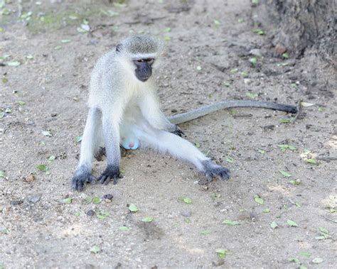 Monkey Vervet 123012 Kruger National Park South Africa 0022