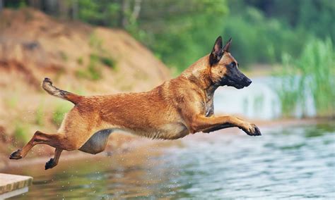 Belgian Malinois Breed Characteristics Care And Photos Bechewy