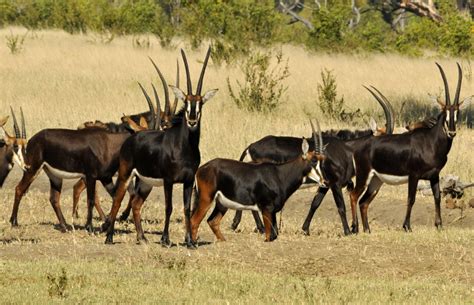 Zimbabwe Sable Antelopes