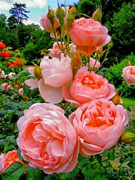Fotos De Rosas Hermosas Las Flores Mas Hermosas Del Mundo Flores