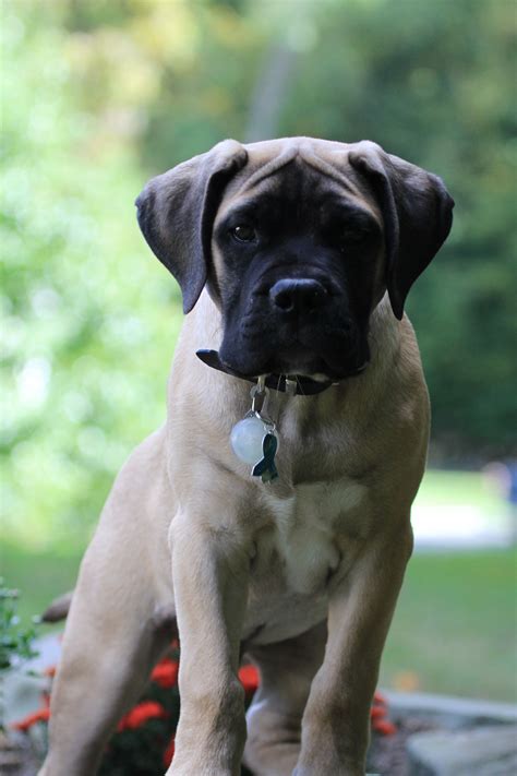 Hallo, enkele weken geleden hebben we onze labrador verloren en nu ben ik mij aan het informeren om ergens volgend jaar een ik ben al lang verzot op de bullmastiff, maar hoe meer ik erover lees, hoe banger ik word. Bullmastiff 12 weeks old | Bull mastiff, Dogs, Labrador ...
