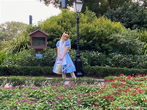Spotted Meet Alice In Wonderland From A Distance In Disney World The