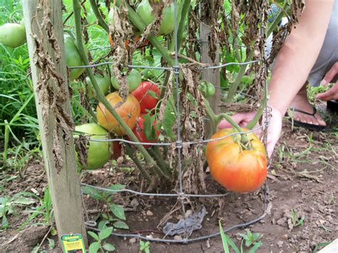 Tomatoes Pruning Fertilizing And Mulching