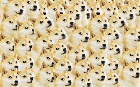Internet Doge Doge Wallpaper 1920x1200 100523