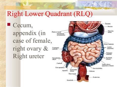 An abnormal but common structure on the left is a colonic diverticulum. abdominal assessment