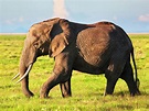 Elephant on savanna. Safari in Amboseli, Kenya, Africa - PEREK CHIRA