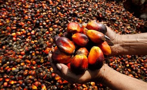 Global Oil Palm Crisis May Boost Nigerias Palm Oil Sector The Nation