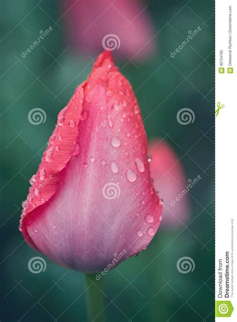 Pink Tulip Covered With Drops After Rain Stock Image Image Of Garden
