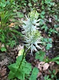 Phyteuma spicatum L., Spiked Rampion (World flora) - Pl@ntNet identify