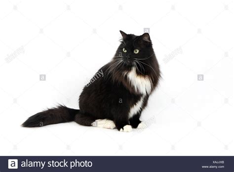 Black And White Siberian Cat Female Against White Background Stock