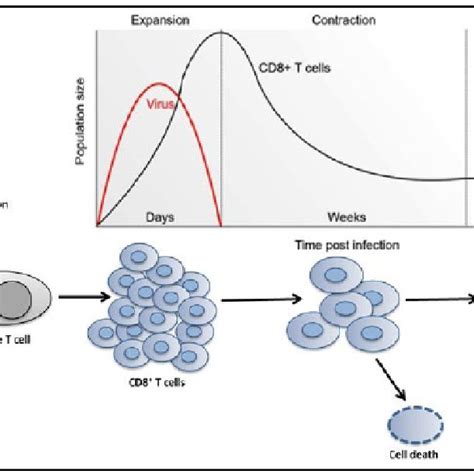 T Cell Activation And Clonal Expansion Upon Antigen Stimulation