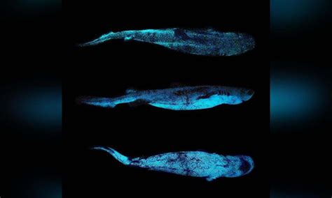 Scientists Took The First Ever Photos Of Bioluminescent Sharks