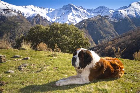 Saint Bernard Colors Explained Fun Patterns You Didnt Know Existed