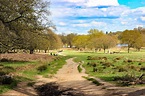 5 Magic Things to do in Richmond Park, London - Candace Abroad