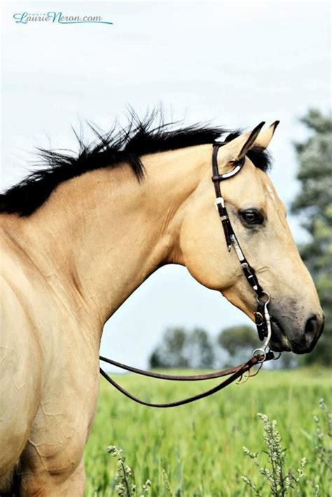 Buckskin quarter horse at a horse show in central ny state. beautiful buckskin quarter horse | Horses, Pretty horses ...