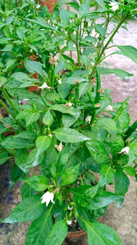 7 Real Reasons To Grow Chilli Plants In Your Own Garden Chilli Plant