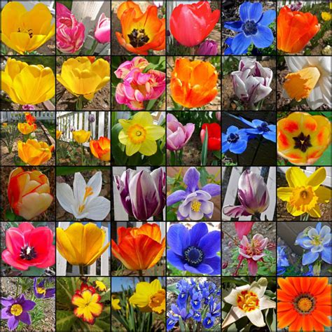 Classification Of Flowering Plantsdifferent Types Of Flowers Artificial